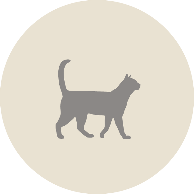 Knox Cat Icon - Ginger Cat Walking (625x625), Png Download