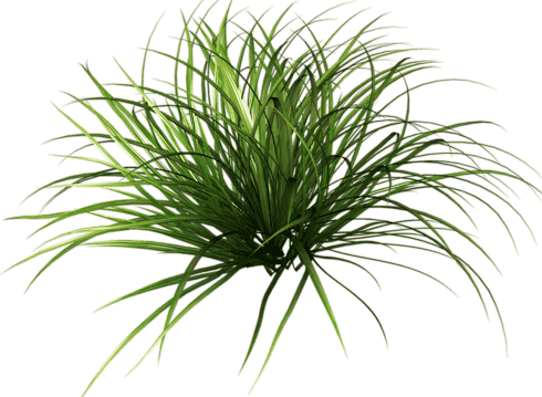 Grass Blade Texture Png Download - Plantas Para Photoshop Png (490x359), Png Download