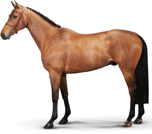 Maestro Vica V/d Ark - Rambo Stable Plus With Vari Layer (630x586), Png Download