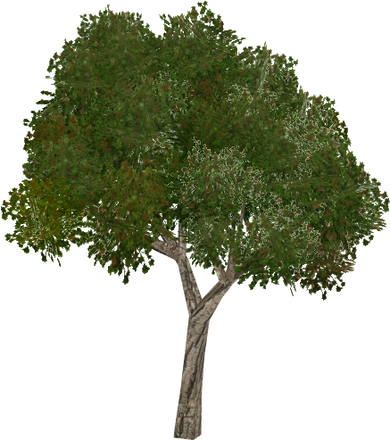 Brazilian Pepper Tree - Oak Tree (492x492), Png Download