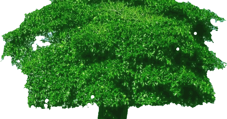 Christmas Tree (760x399), Png Download
