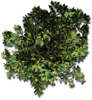 24 Mar 2009 - Dundjinni Tree Png (450x450), Png Download