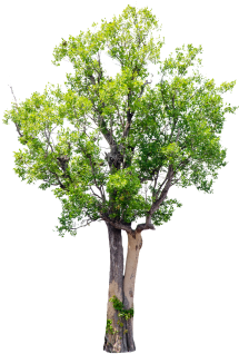 Isolated Trees On White Background, Trees, Isolated, - Arboles Sin Fondo Psd (360x360), Png Download