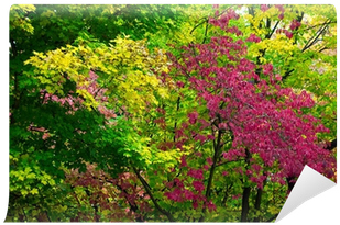 Colorful Autumn Forest Trees Background Wall Mural - Bougainvillea (400x400), Png Download