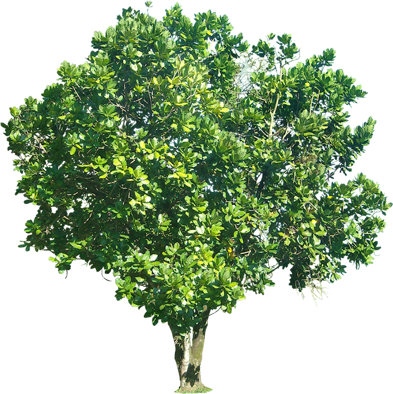 Transparent Tree - Fruit Tree With Transparent Background (800x804), Png Download