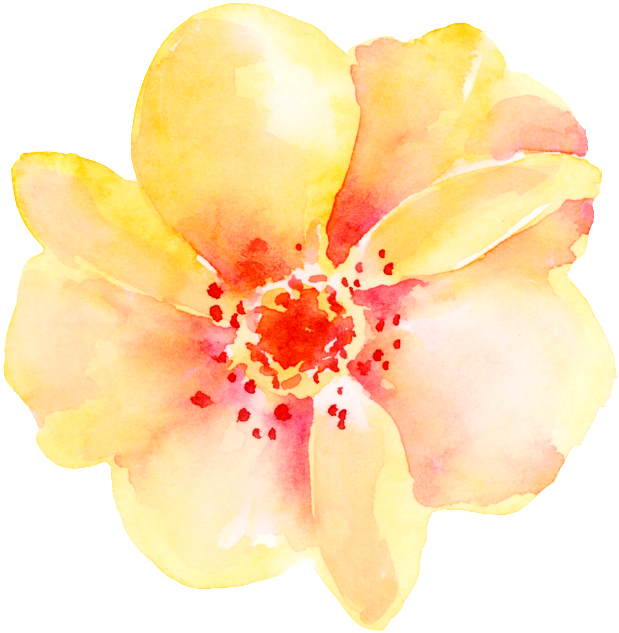 Fragrant Flower Cartoon Transparent Material - Camellia Sasanqua (650x644), Png Download