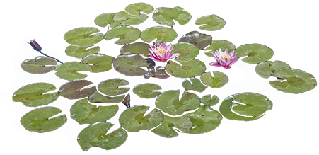 Lily Pads Floating In A Pond With Some Bright Purple - Floating Plant Png (450x450), Png Download