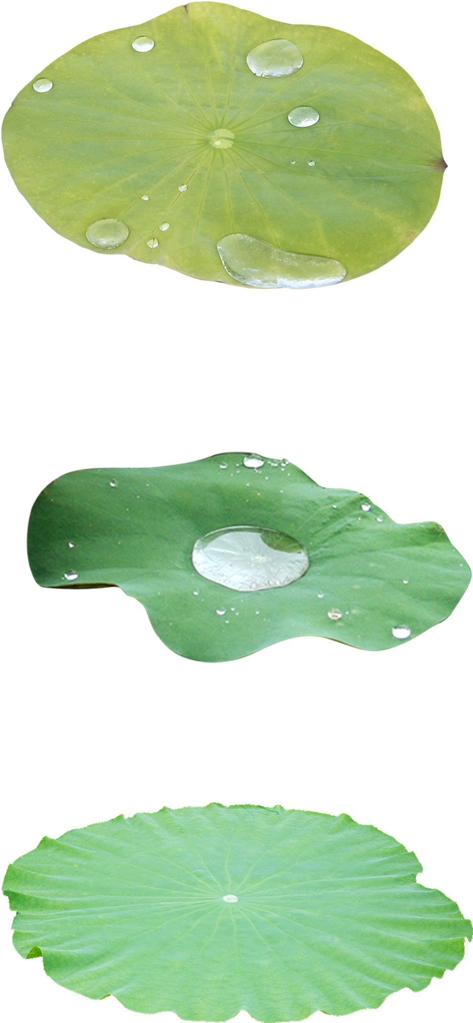 Green Lotus Leaf Decoration Vector - Spanish Cherry (1919x2238), Png Download