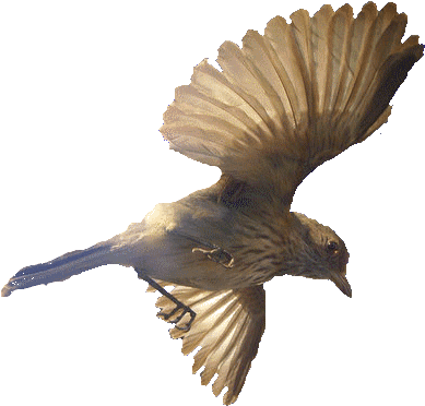 Birds Stock 46 By Hatestockl - Portable Network Graphics (600x450), Png Download