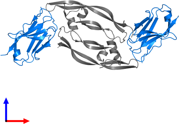 <div Class='caption-body'>pdb Entry 5fv1 Contains 2 - Illustration (800x800), Png Download