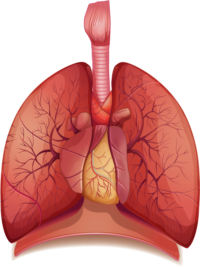 840 × - Human Lungs Png (840x1200), Png Download