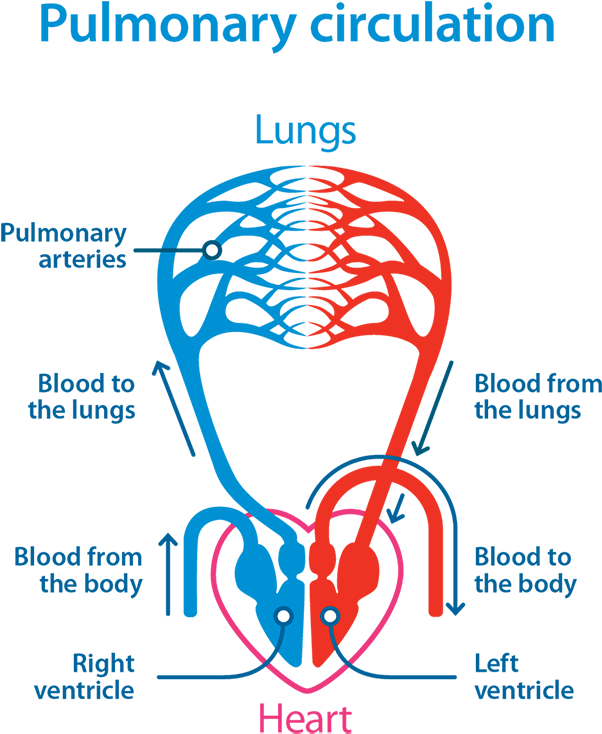 Pulmonary Circulation Diagram April 2016 Blf - Lung Hypoxia Pulmonary Hypertension (700x856), Png Download