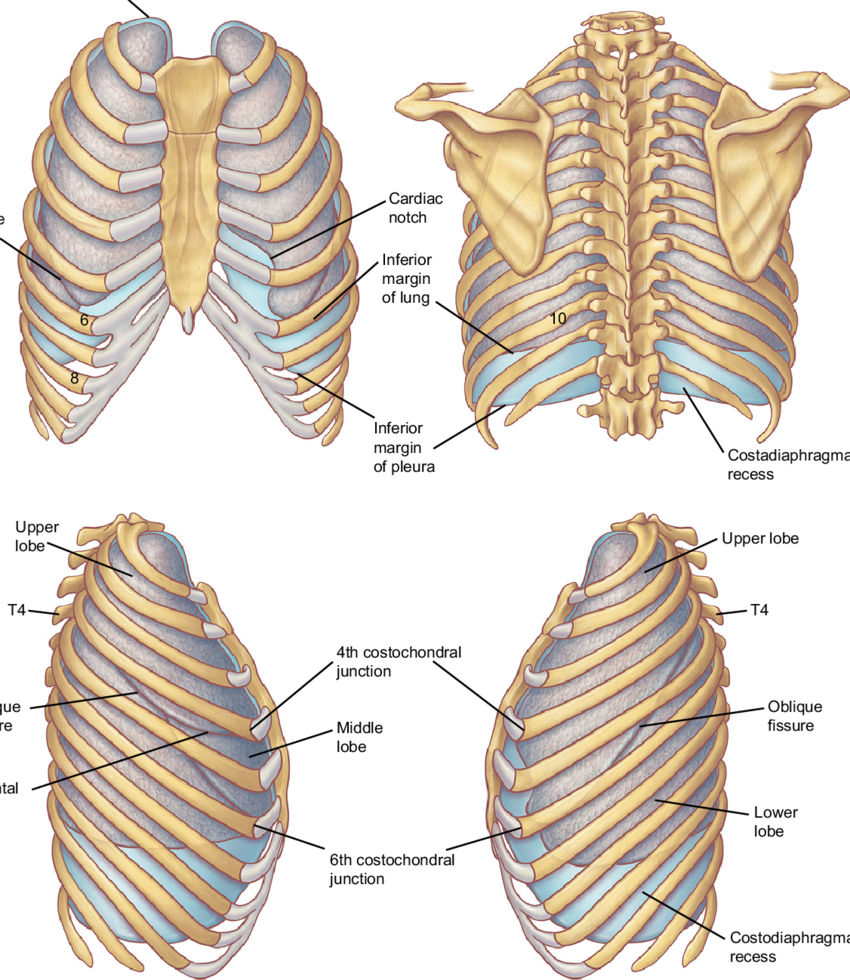 Surface Projections Of The Pleurae And Lungs - Surface Projection Of The Pleura And Lungs (850x980), Png Download