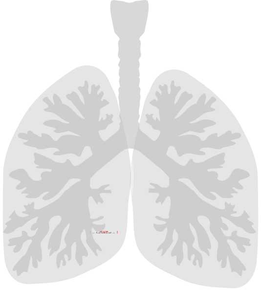 Small - Lungs Clip Art (534x595), Png Download