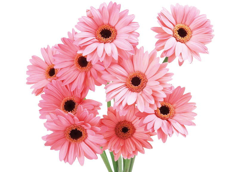 Pink Sunflower Cartoon Transparent - Cute Flowers (1024x682), Png Download