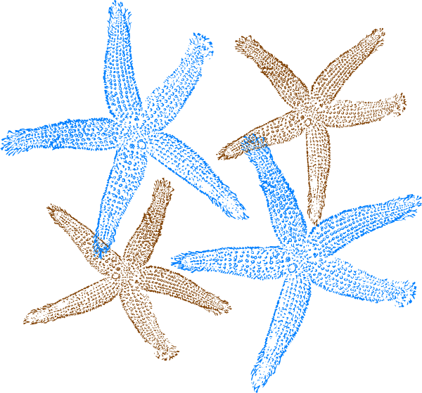 Shell Clipart Starfish Wedding Graphic Black And White - Clip Art Starfish Free (600x559), Png Download