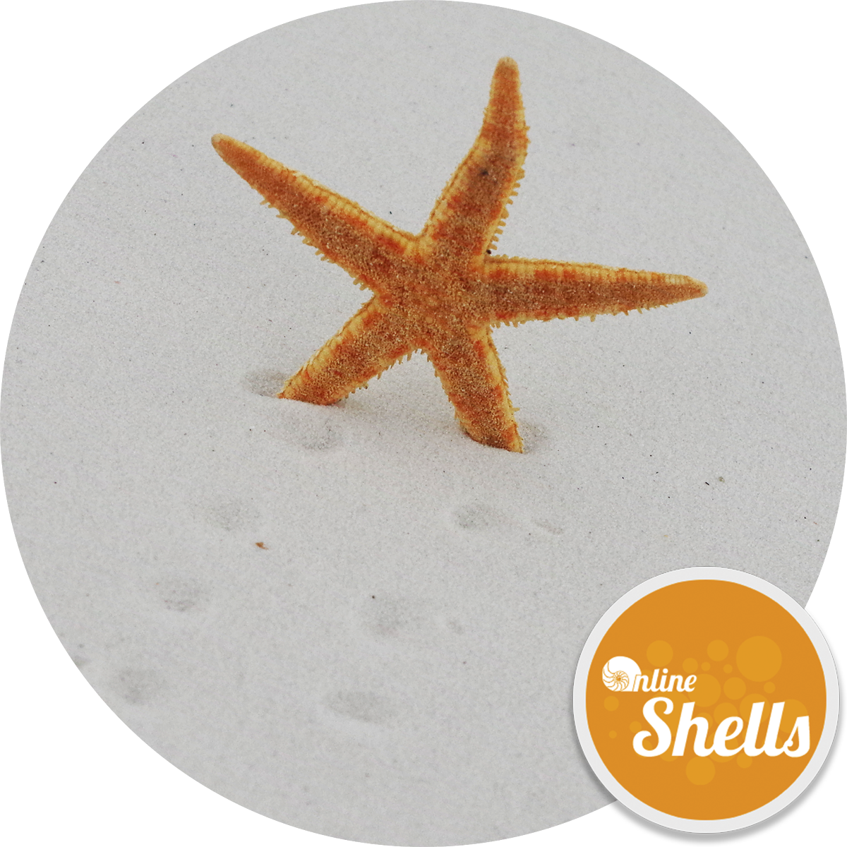 Starfish - Seashell (1200x1200), Png Download
