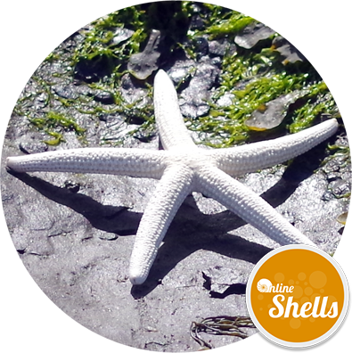 White Starfish Png Starfish Bleached Large 20-22 - Online Shells (395x396), Png Download