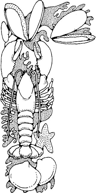 Food, Outline, Star, Cartoon, Fish, Lobster, Starfish - Seafood Clip Art (320x640), Png Download