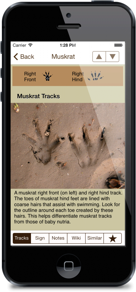 Apple Iphone 5 Vectorized Mockup8 - Flex Timer - Home Edition (550x1024), Png Download