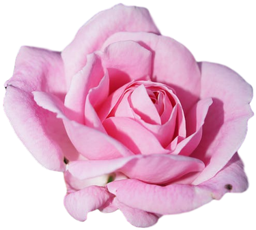 The Jamberry Png Logos Do Not Have The Border, They - Roberts Distilled Water Alle Rose Tonic 300ml (400x400), Png Download