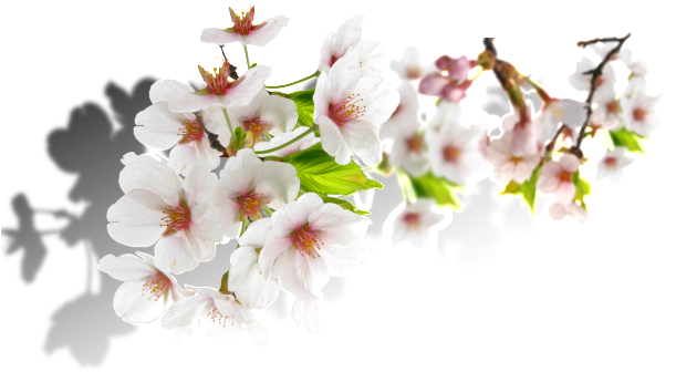 Shadow White Flower Cartoon Transparent - White (1024x416), Png Download