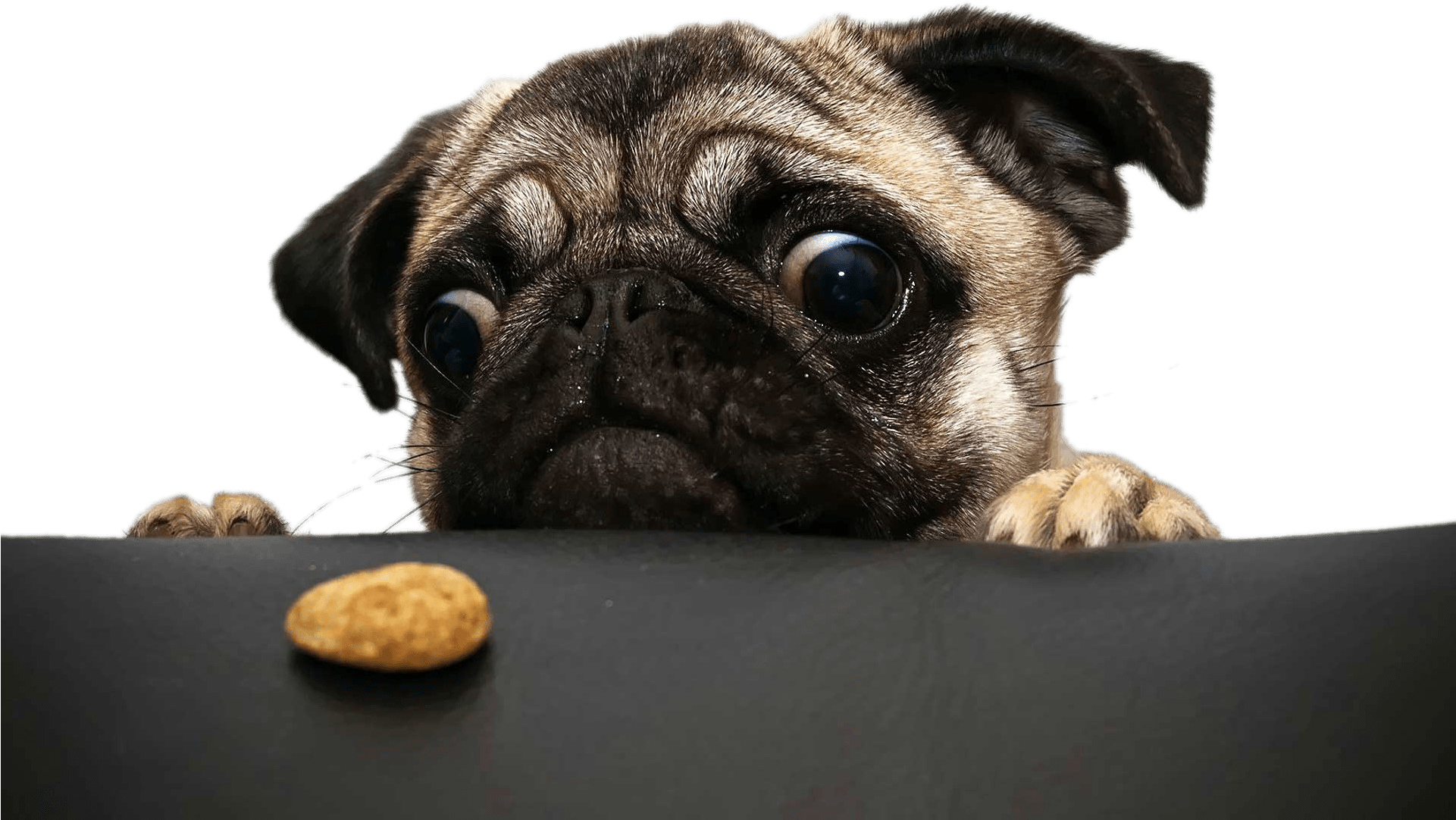 Pug Looking At Cookie Png - Pug Cookie (1920x1200), Png Download