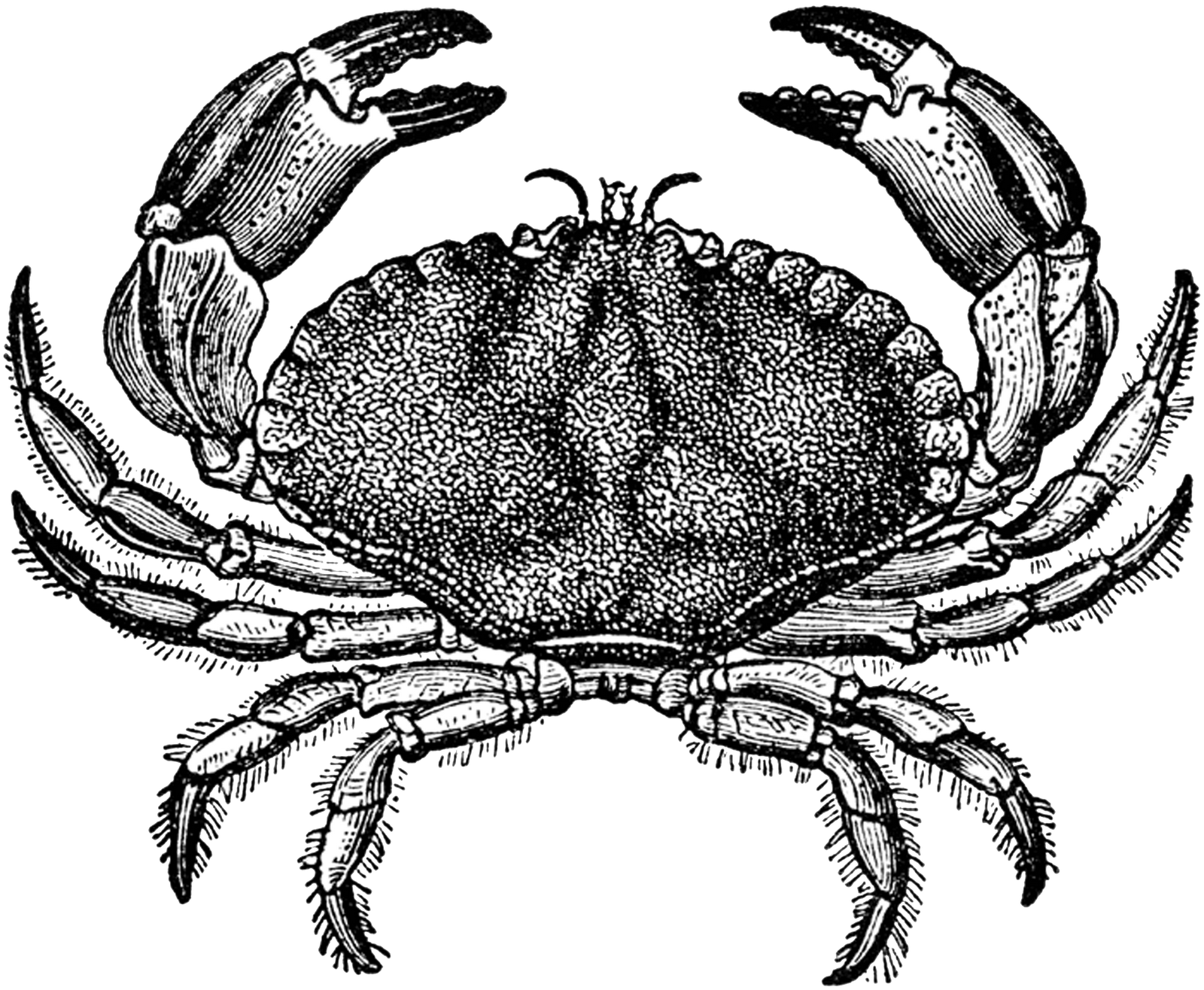Free Digital Stamps Stamp Crab - King Crab Black And White (1600x1316), Png Download