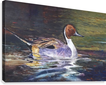 The Duck Canvas Print - Artist (429x343), Png Download