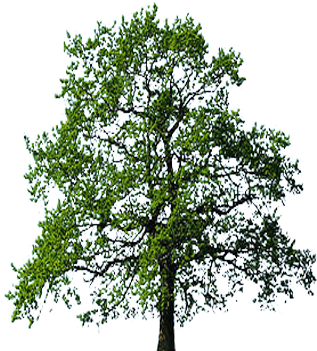 Oak Trees (350x350), Png Download