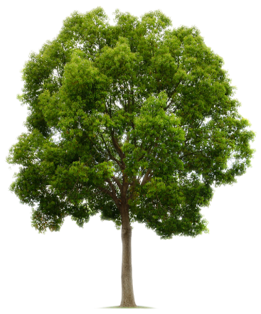 Image Result For Trees Hackberry Tree, Watercolor Trees, - Set Apart Leader Kit By Jennifer Kennedy Dean 9781596692640 (371x466), Png Download
