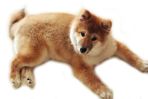 Dog Png Image, Dogs, Puppy - Dogs With A Transparent Background (500x333), Png Download