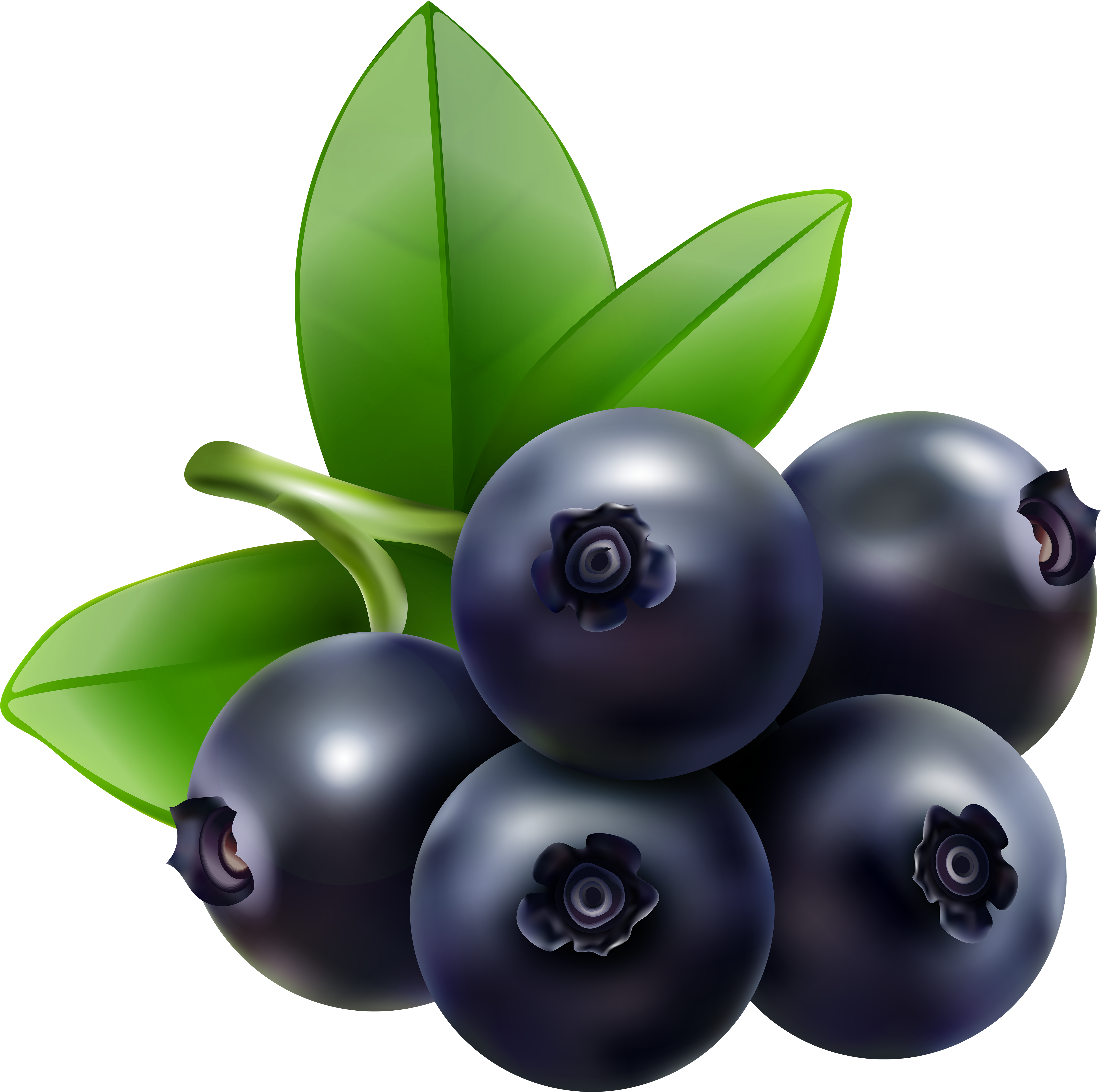 Image Library Download Berries Drawing Bilberry - Blueberry Clipart (5000x4937), Png Download