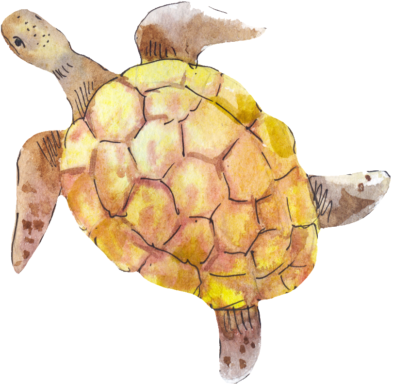 巴西 龜 圖案 設計 (1024x1024), Png Download