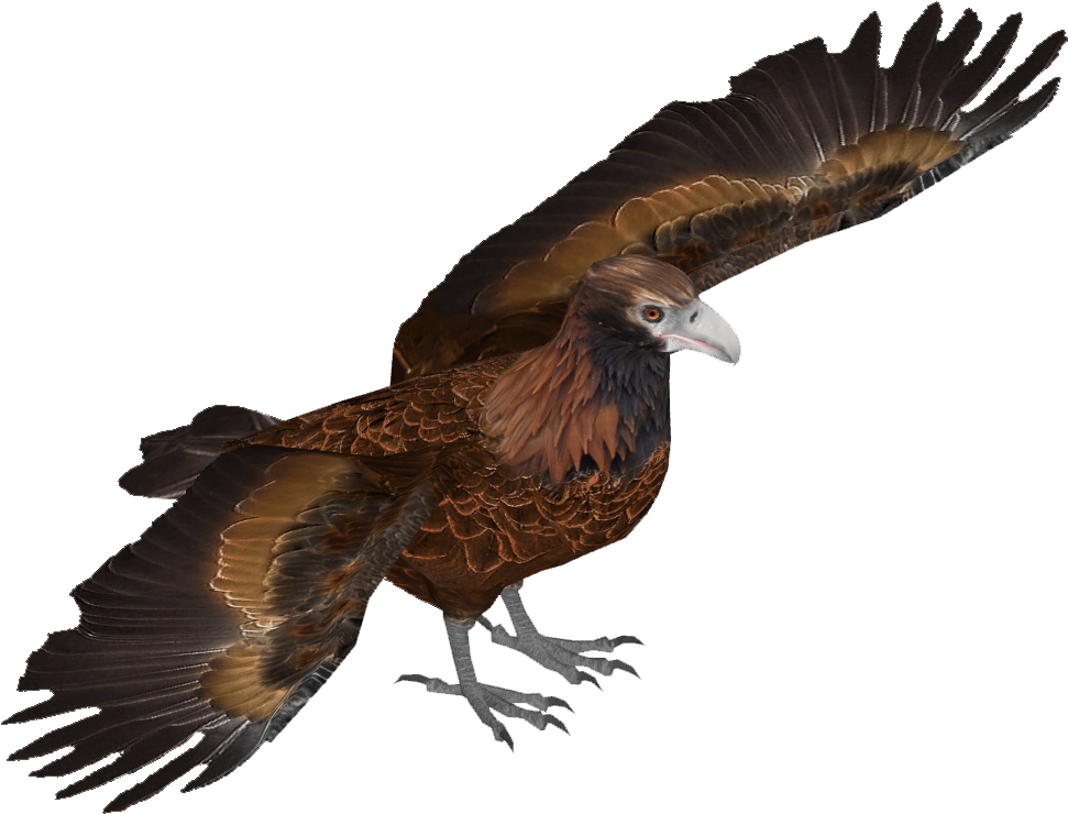 Wedge Tailed Eagle - Eagle (970x970), Png Download