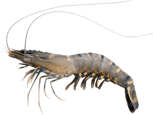 蝦 - Litopenaeus Setiferus (535x402), Png Download