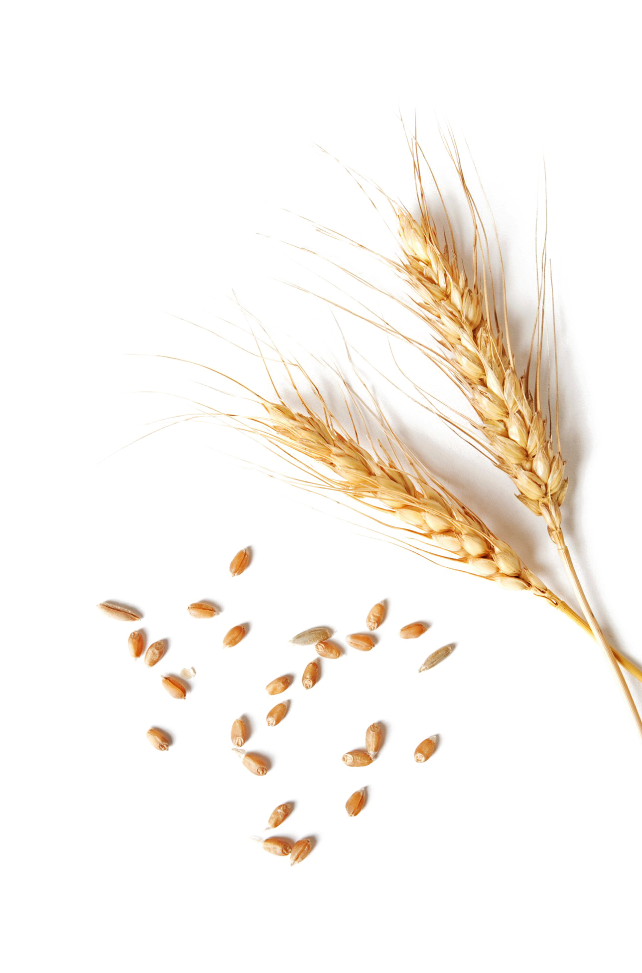 Wheat Png Clipart - Single Wheat Grain Png (1296x1951), Png Download