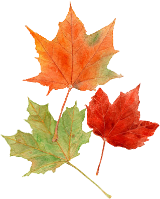 Ana Rosa Watercolor Leaves, Watercolor Print, Watercolor - Watercolor Fall Leaves Png (500x551), Png Download