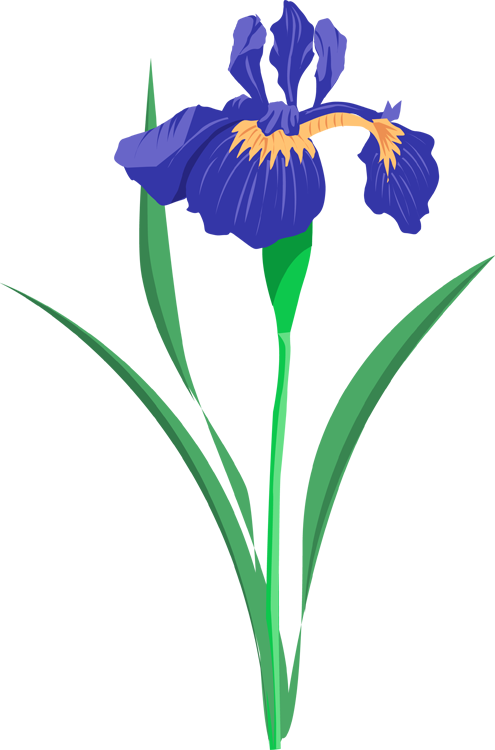 Similar Cliparts - - Iris Flower Vector Free (495x750), Png Download