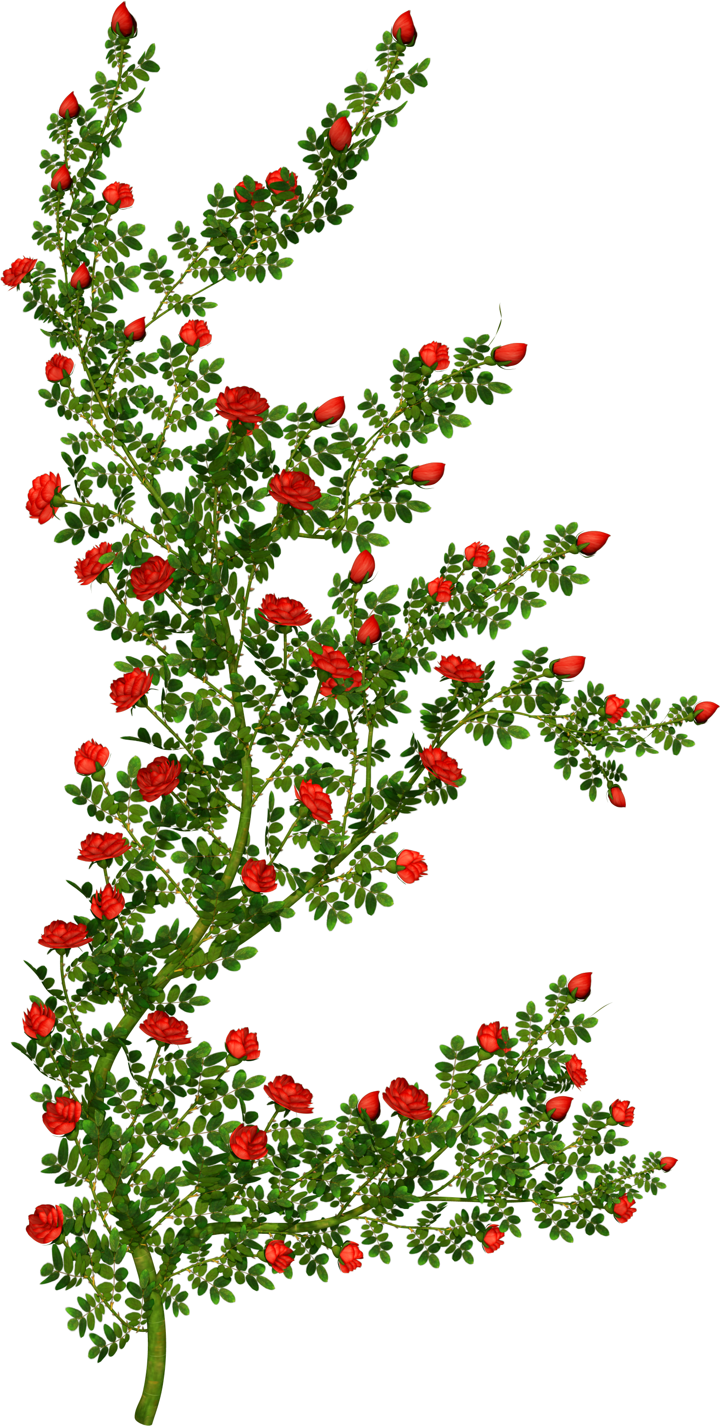 Shrub Clipart Rose Plant - Rose Bush Clipart (1852x3040), Png Download
