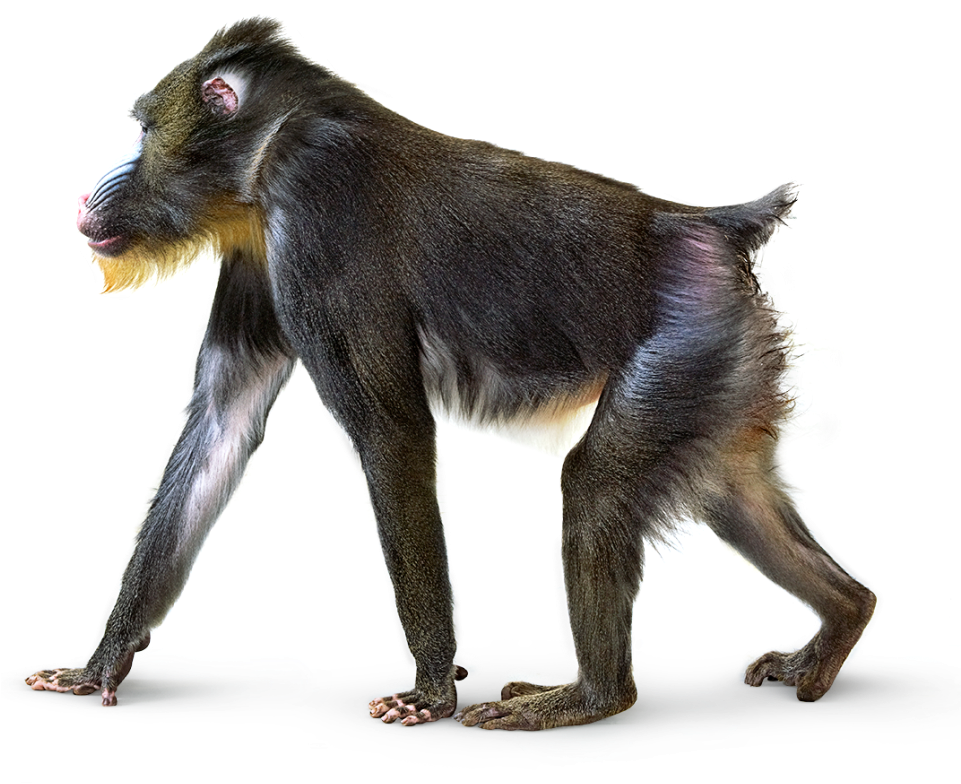 Monkey Png - Real Monkey Png (960x796), Png Download