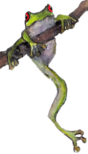 Frog On A Limb (300x522), Png Download