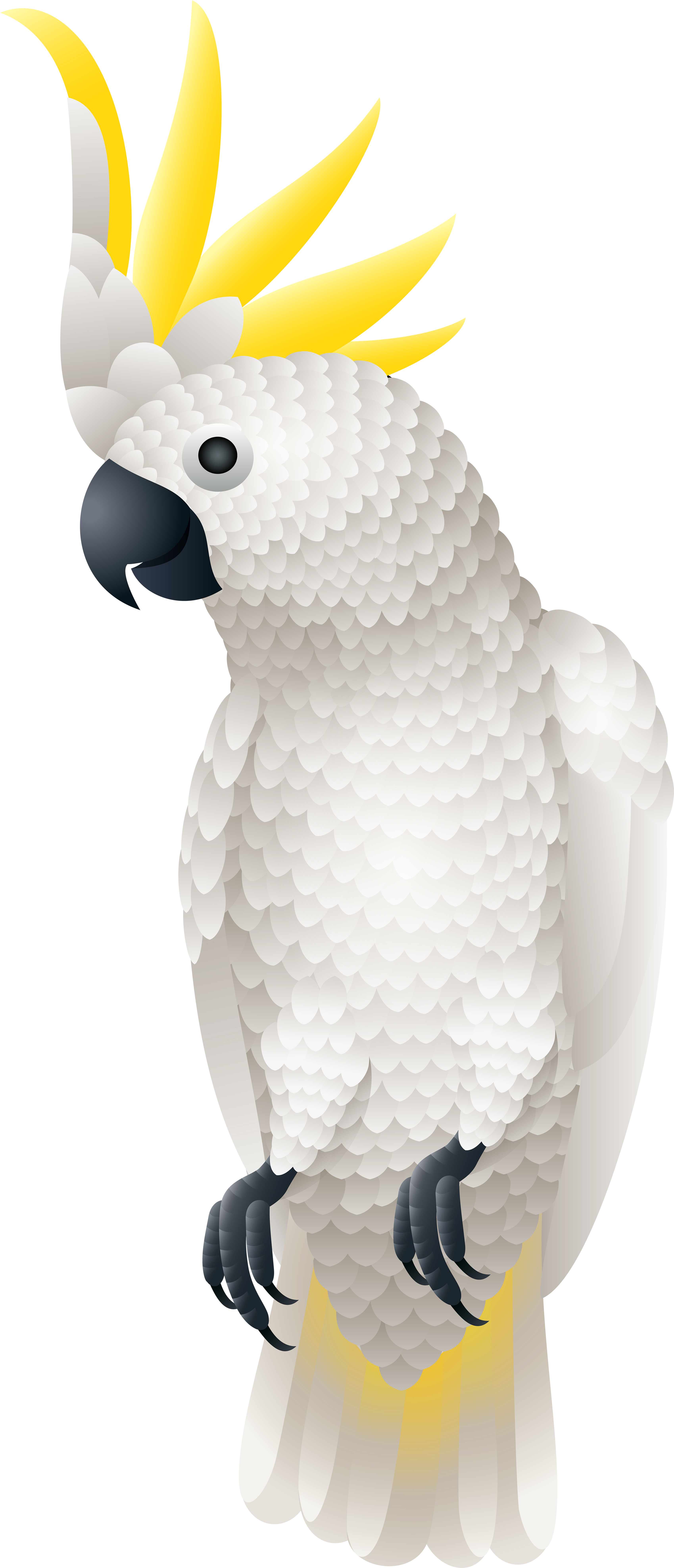 Sulphur-crested Cockatoo (3538x8000), Png Download