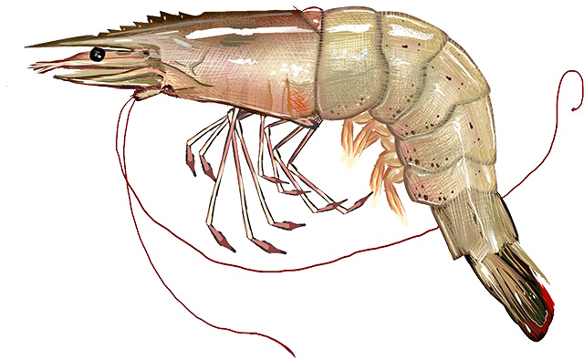 Shrimp Png Image With Transparent Background - Shrimp Png (640x394), Png Download