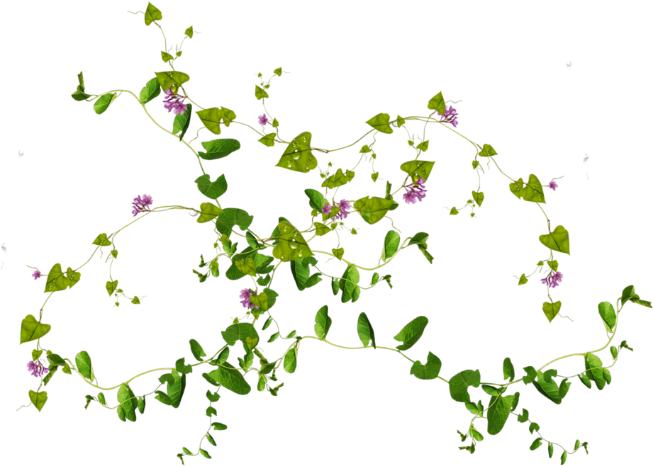 10 Free Plants & Flowers Png Images At Dzzyn - Flowers And Leaves Png (1024x746), Png Download