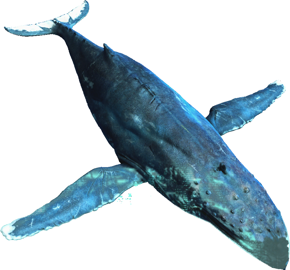 Humpback Whale - Assassin's Creed Humpback Whale (1024x1024), Png Download