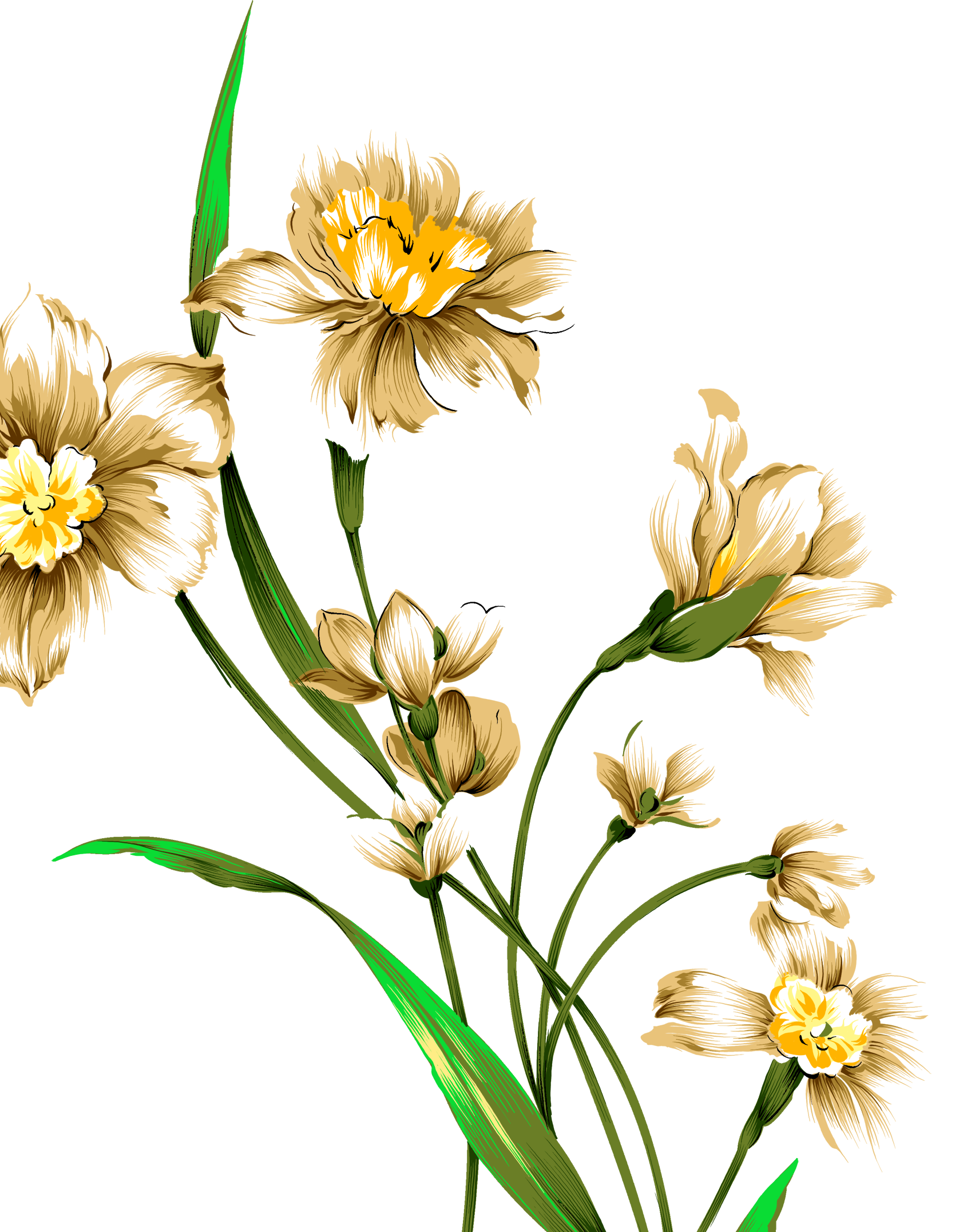 Clipart Library Library Daffodils Drawing Watercolor - Narcissus Flowers Watercolor Drawing (1704x2152), Png Download