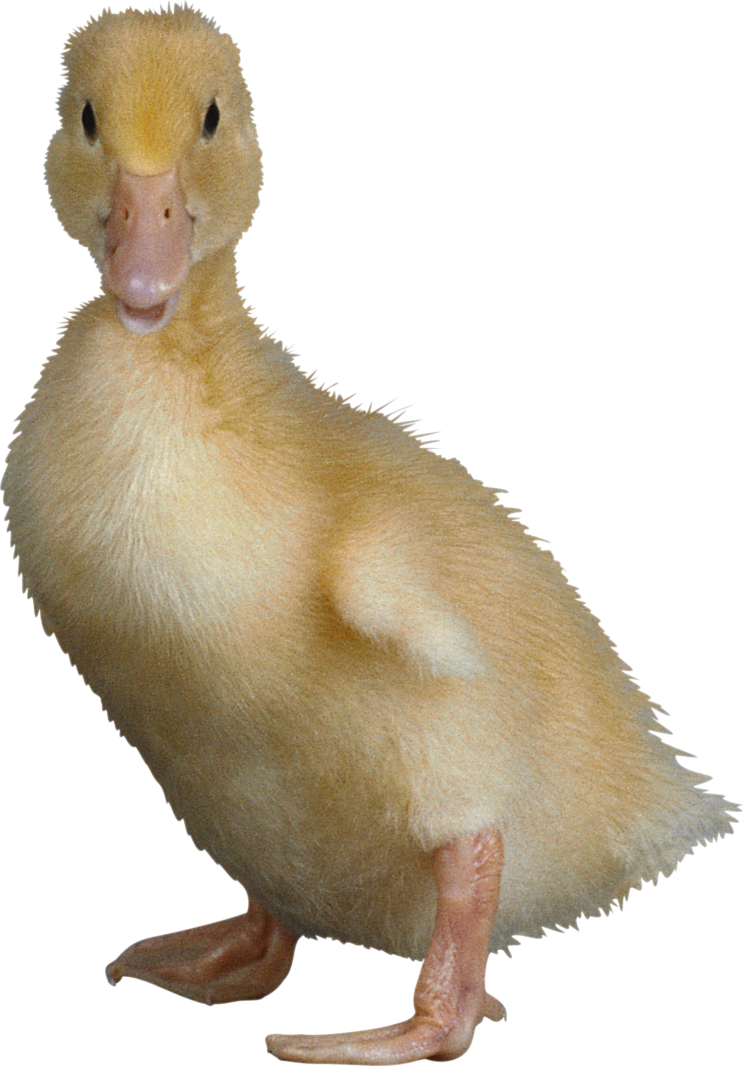 Clip Free Download Duckling Clipart Transparent Background - Duck With Clear Background (1475x2117), Png Download