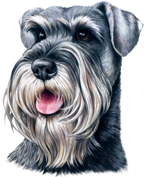 Dog Fabric, Schnauzer, Custom Print Fabric (537x600), Png Download