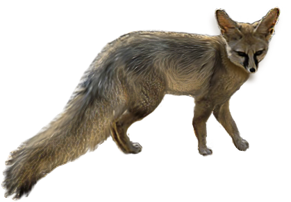 Blandford's Fox - Red Fox (468x468), Png Download